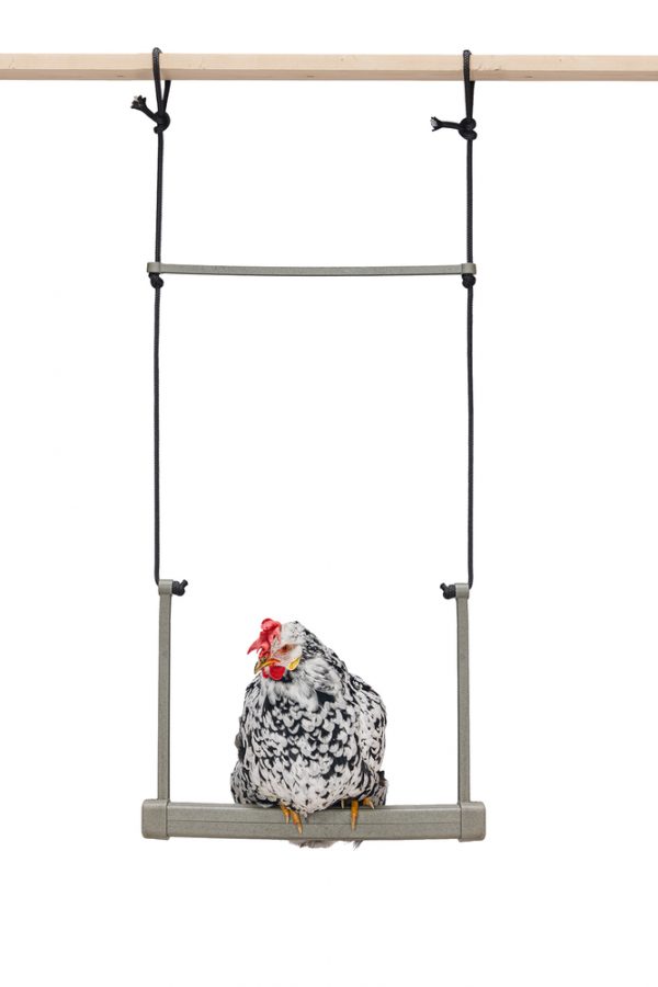 BALANCÍN PARA GALLINAS 100 % RECICLADO